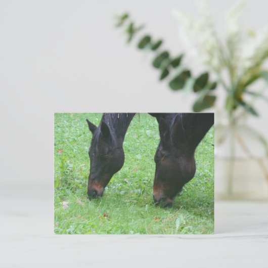 Paardenvrienden Grazing Dierlijk Briefkaart (Staand voorkant)