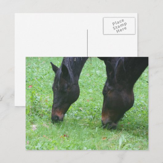 Paardenvrienden Grazing Dierlijk Briefkaart (Voorkant / Achterkant)