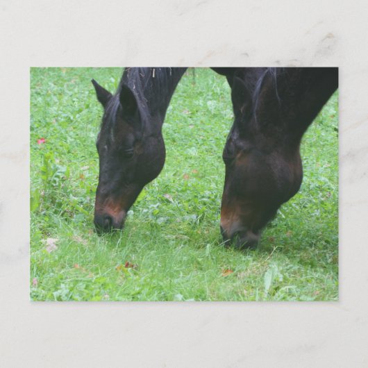 Paardenvrienden Grazing Dierlijk Briefkaart (Voorkant)