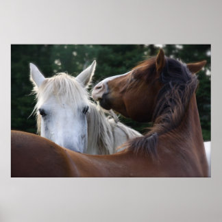 Paardenziekte - poster