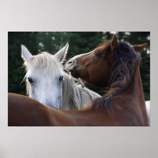 Paardenziekte - poster (Voorkant)