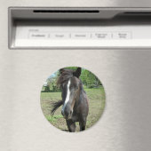 paardeverf magneet (Insitu (Vaatwasser))