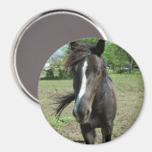 paardeverf magneet (Voorkant / Achterkant)