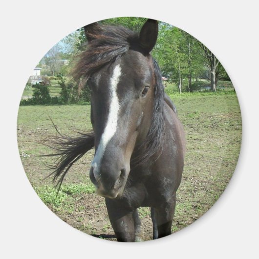 paardeverf magneet (Voorkant)