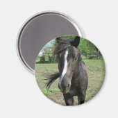 paardeverf magneet (Voorkant / Achterkant)