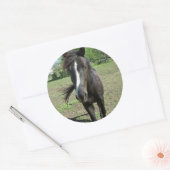 paardeverf ronde sticker (Envelop)