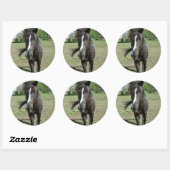 paardeverf ronde sticker (Vel)