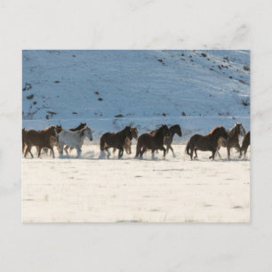 Paardrijden in de winter op Hideout Ranch Briefkaart