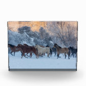 Paardrijden in de winter op Hideout Ranch Fotoblokken (Voorkant)
