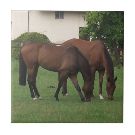Paardse fotografie tegeltje (Voorkant)