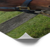 Paardse Humor: Happy here on my side of the Fence Poster (Hoek)