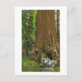 Paardse lading onder een reuzenroodbaars briefkaart (Voorkant)