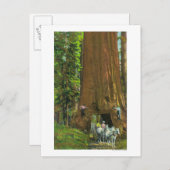 Paardse lading onder een reuzenroodbaars briefkaart (Voorkant / Achterkant)