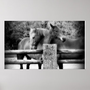 Paardse liefde! Twee paarden Poster