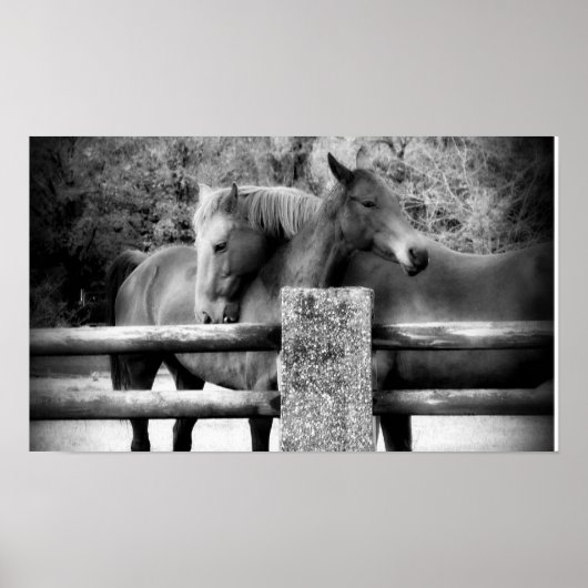 Paardse liefde! Twee paarden Poster (Voorkant)
