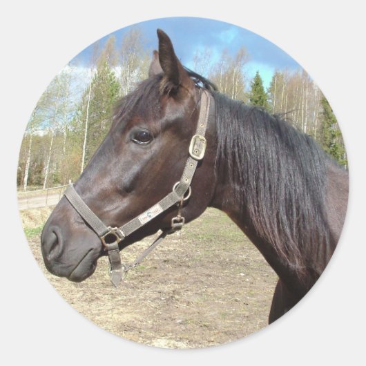 Paardstickers Ronde Sticker (Voorkant)