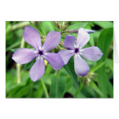 Paars (Voorkant Horizontaal)