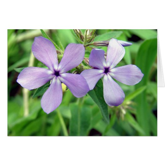 Paars (Voorkant Horizontaal)