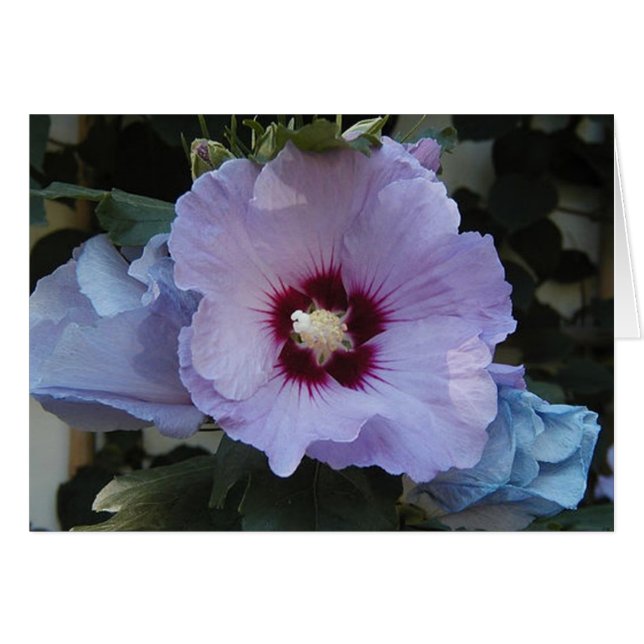 Paars (Voorkant Horizontaal)