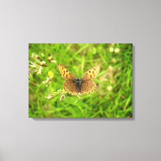 Paars afgedekte koper-botercanvas canvas afdruk (Voorkant)