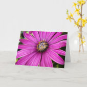 Paars African Daisy Close-up foto Kaart (Gele Bloem)