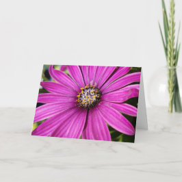 Paars African Daisy Close-up foto Kaart