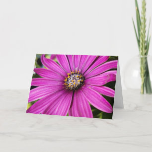 Paars African Daisy Close-up foto Kaart