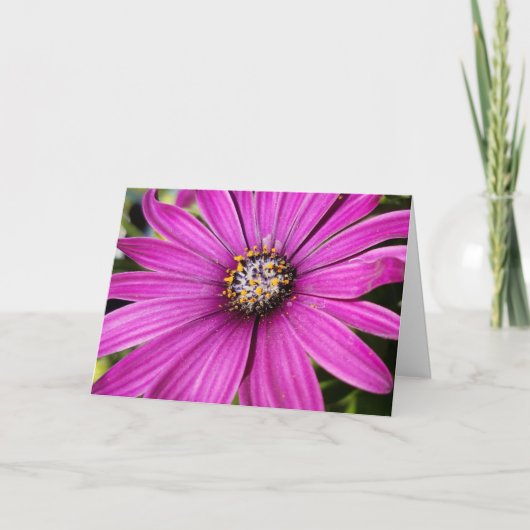Paars African Daisy Close-up foto Kaart (Voorkant)