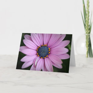 Paars-Afrikaanse Daisy Flower Art-kaart Kaart