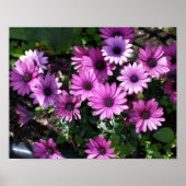 Paars-Afrikaanse Daisy Flowers Poster (Voorkant)