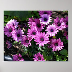 Paars-Afrikaanse Daisy Flowers Poster