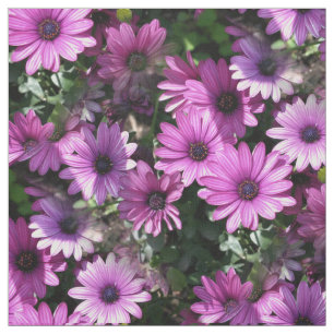 Paars-Afrikaanse Natuur van de bloemen Stof