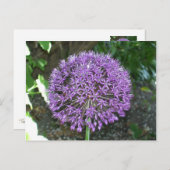 Paars Allium Briefkaart (Voorkant / Achterkant)