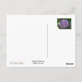 Paars Allium Briefkaart (Achterkant)
