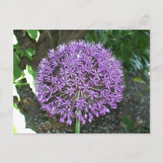 Paars Allium Briefkaart (Voorkant)