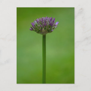 Paars Allium Flower Briefkaart