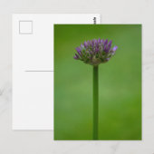 Paars Allium Flower Briefkaart (Voorkant / Achterkant)