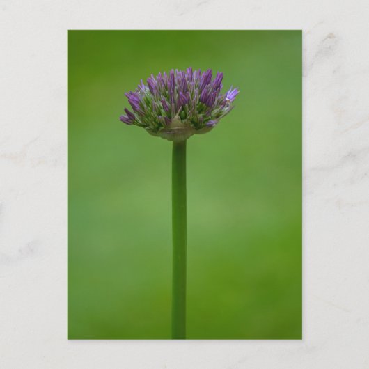 Paars Allium Flower Briefkaart (Voorkant)