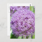 Paars Allium Flowers Briefkaart (Voorkant / Achterkant)