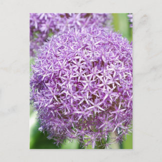 Paars Allium Flowers Briefkaart
