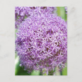 Paars Allium Flowers Briefkaart (Voorkant)