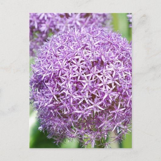 Paars Allium Flowers Briefkaart (Voorkant)