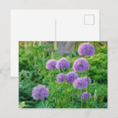 Paars Allium Flowers Briefkaart (Voorkant / Achterkant)