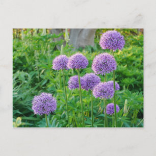 Paars Allium Flowers Briefkaart
