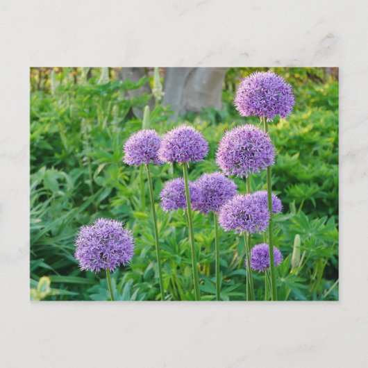 Paars Allium Flowers Briefkaart (Voorkant)