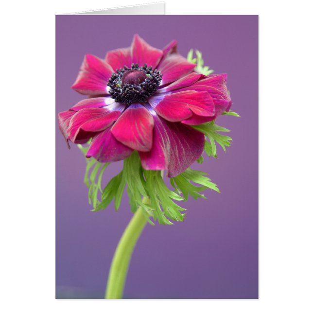 paars anenoom (Voorkant)