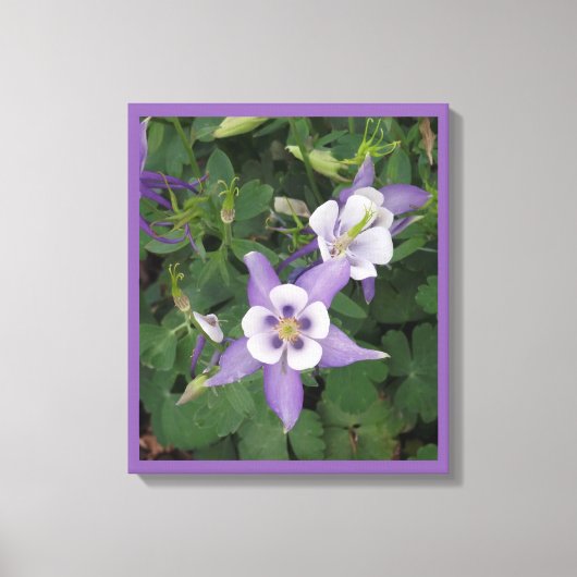 Paars Aquilegia - Columbine Flower Wrapped Canvas (Voorkant)
