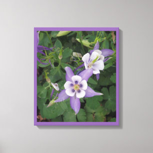 Paars Aquilegia - Columbine Flower Wrapped Canvas Afdruk