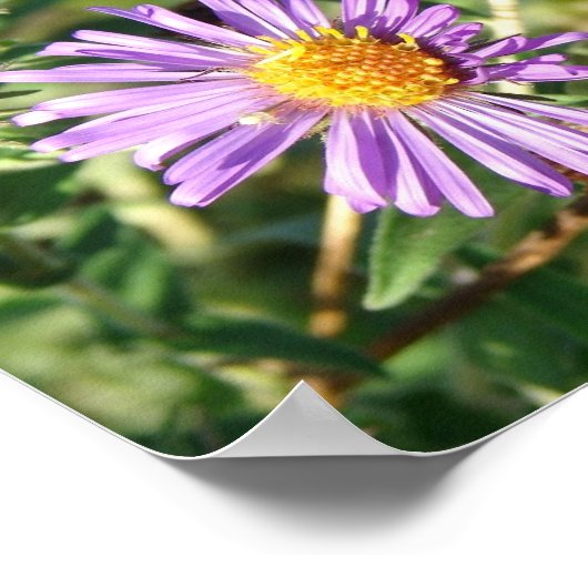 Paars Aster Square Poster (Hoek)