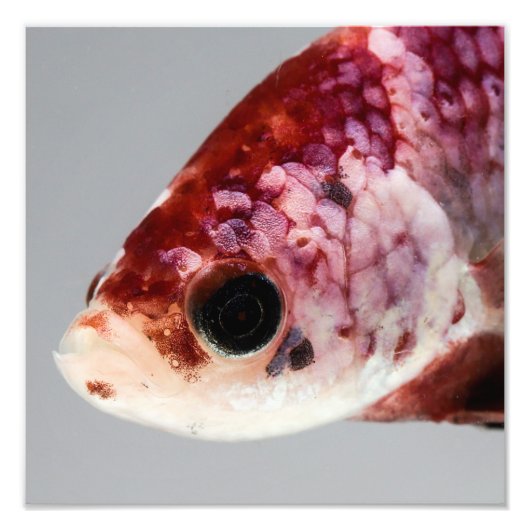 Paars Betta Fish Head Foto Afdruk (Voorkant)